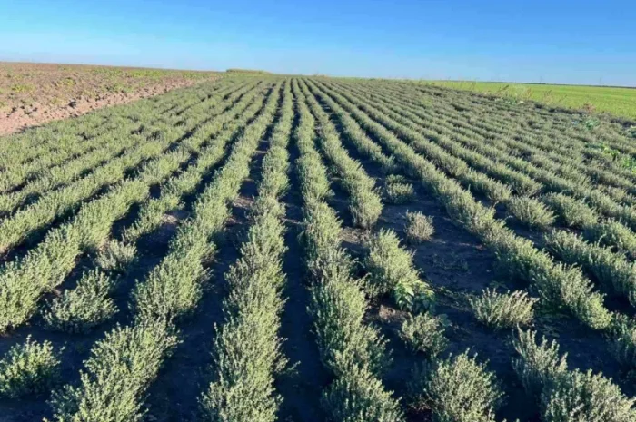 Свіжий чебрець (тимʼян) оптом- фото № 2