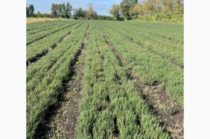 Продажа свежего и сушеного чебреца- фото № 1