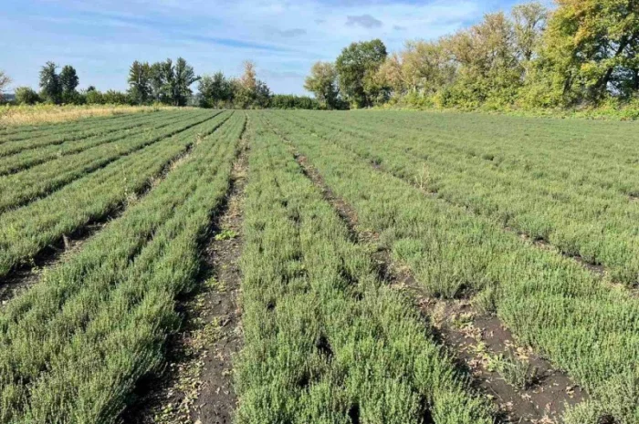 Продажа свежего и сушеного чебреца- фото № 3