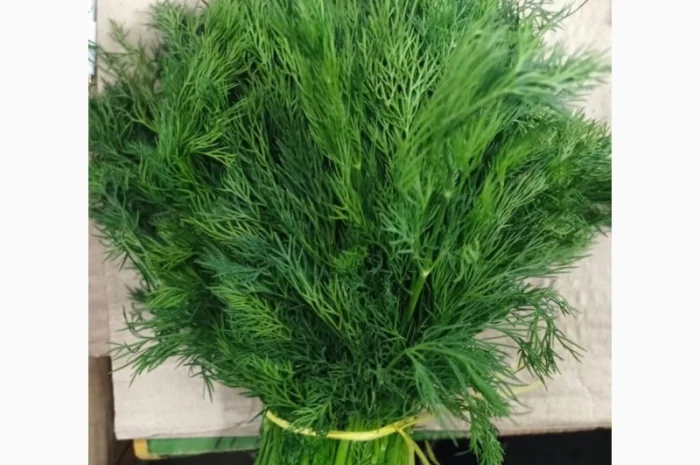 Свежий укроп из Узбекистана- фото № 1