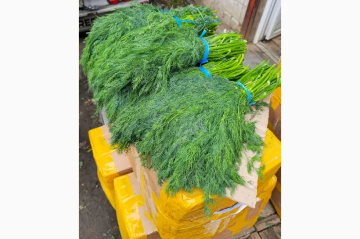 Свежий укроп из Узбекистана- фото № 2