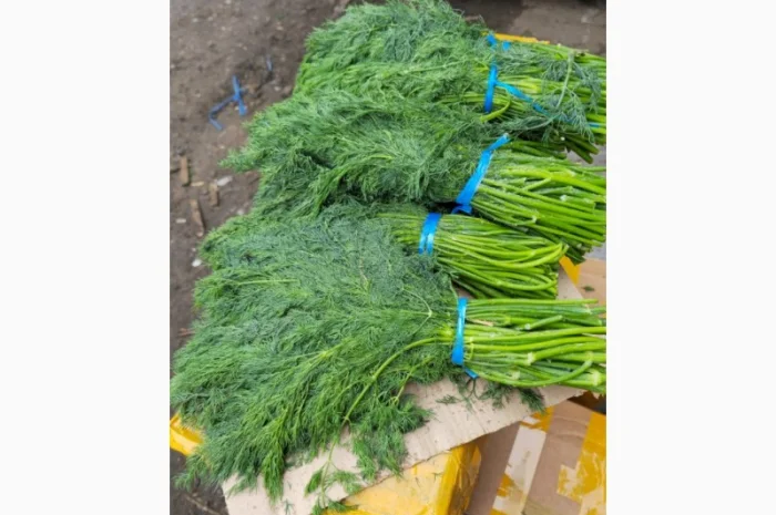 Свежий укроп из Узбекистана- фото № 3