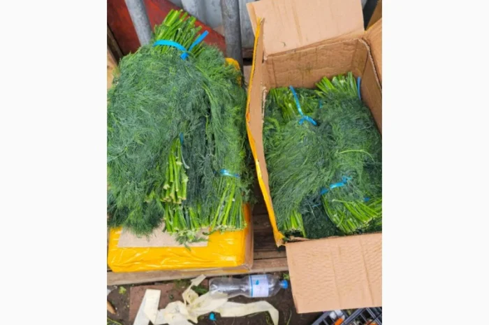 Свежий укроп из Узбекистана- фото № 4