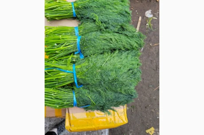 Свежий укроп из Узбекистана- фото № 5