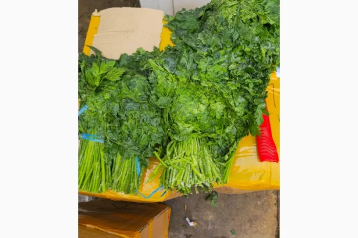 Свежая петрушка из Узбекистана- фото № 1