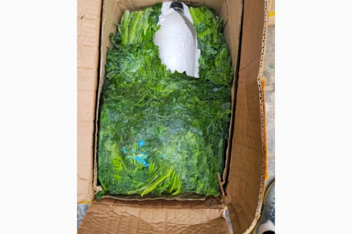 Свежая петрушка из Узбекистана- фото № 2