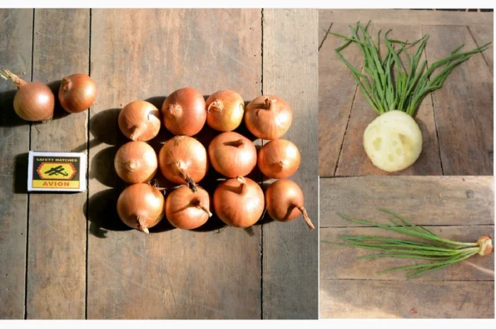 Продаю лук штутгарт на перо- фото № 1