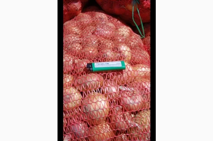 Цибуля Штудгарт на продаж- фото № 1