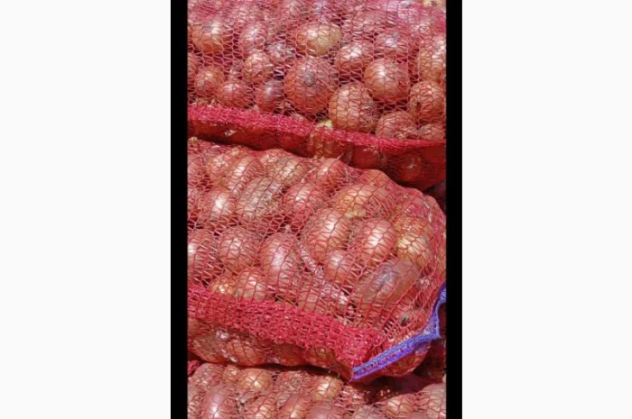 Цибуля Штудгарт на продаж- фото № 3