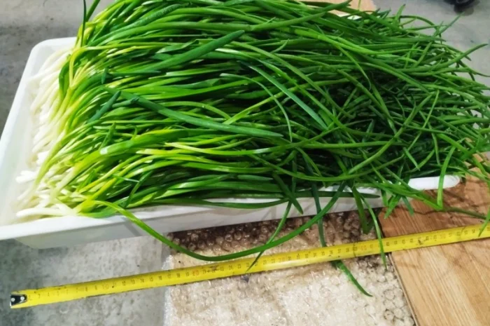Свежа зелена цибуля оптом- фото № 6