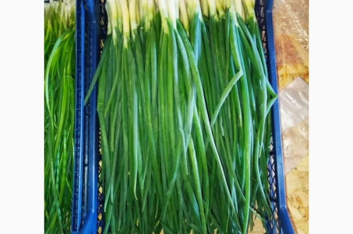 Свежа зелена цибуля оптом- фото № 1