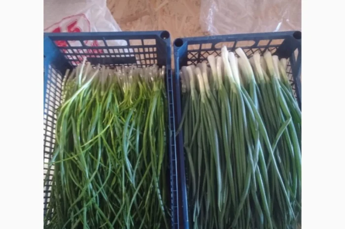 Свежа зелена цибуля оптом- фото № 2