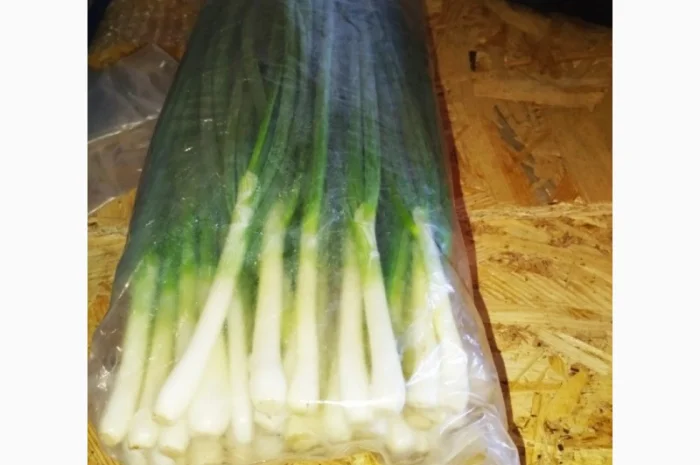 Свежа зелена цибуля оптом- фото № 3