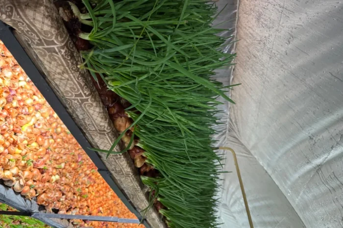 Лук перо Штудгард на продаж- фото № 1