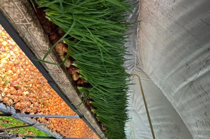 Лук перо Штудгард на продаж- фото № 2