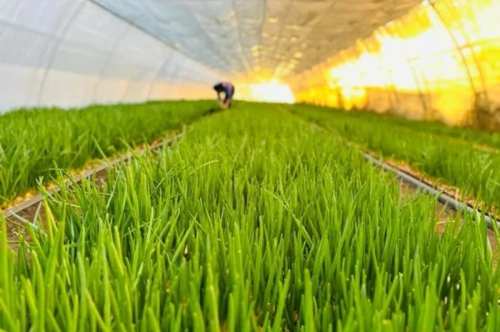 Покупка зеленой цибулі- фото № 1