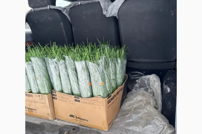 Покупка зеленой цибулі- фото № 2