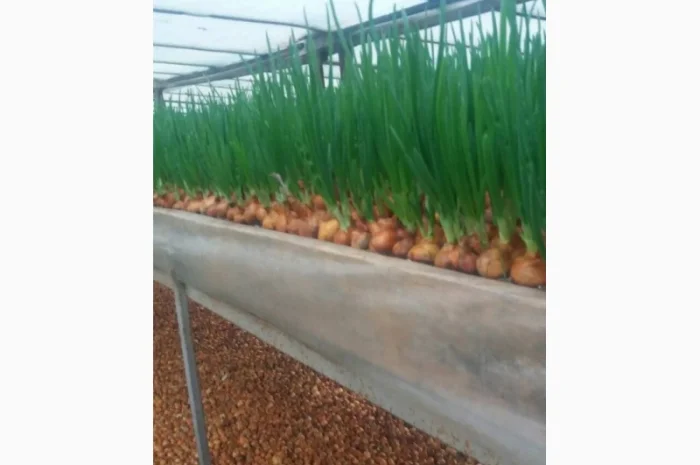 Лук Штутгарт для виганки пера в наявності- фото № 2