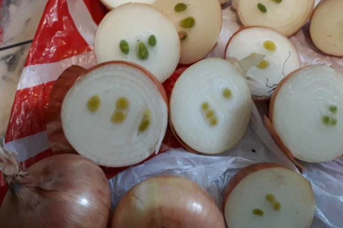 Лук Штутгарт для виганки пера в наявності- фото № 3