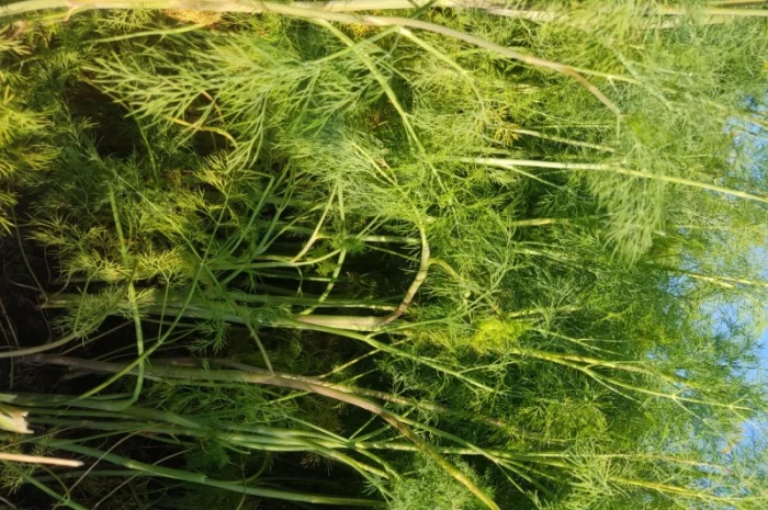 Кріп парасольки на продаж- фото № 1