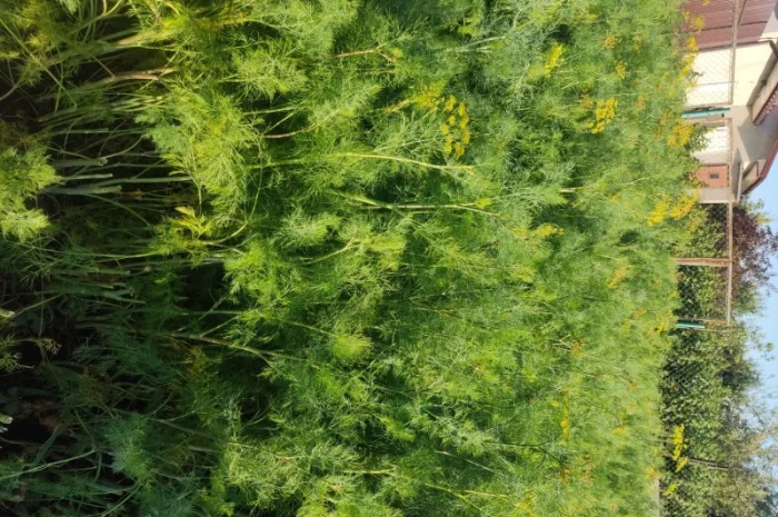 Кріп парасольки на продаж- фото № 2