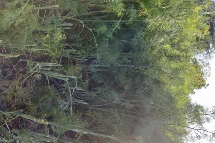 Кріп парасольки на продаж- фото № 3