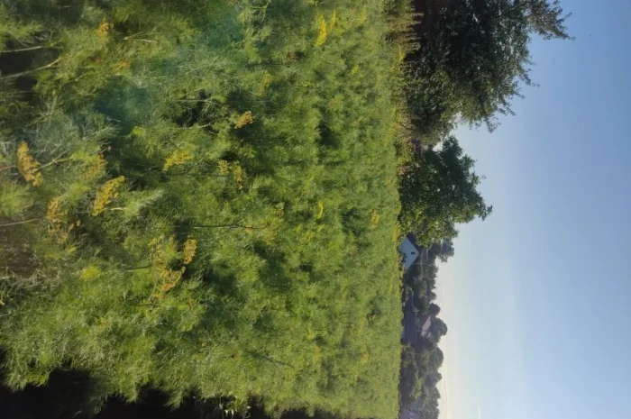 Кріп парасольки на продаж- фото № 4