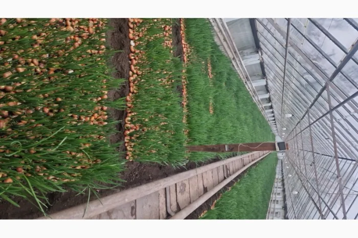 Продаж зеленої цибулі Фосовка- фото № 1