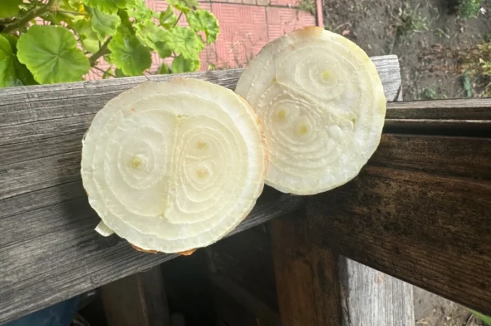 Цибуля Штутгарт на перо для продажи- фото № 4