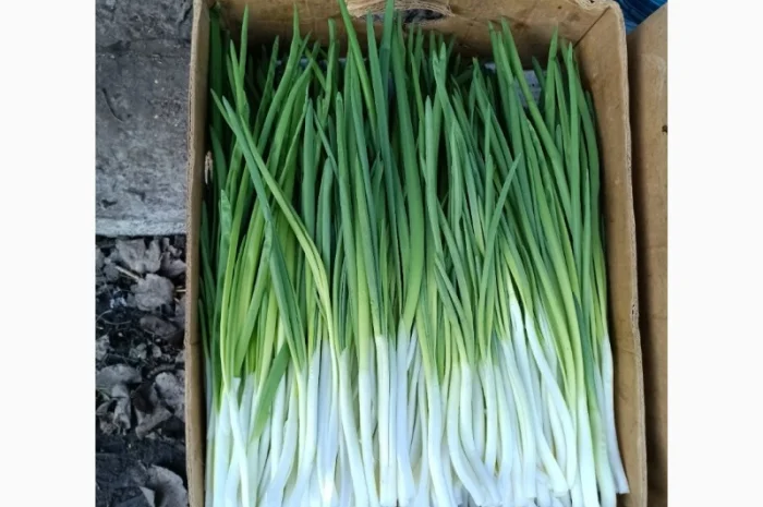 Зелена цибуля на продаж- фото № 2