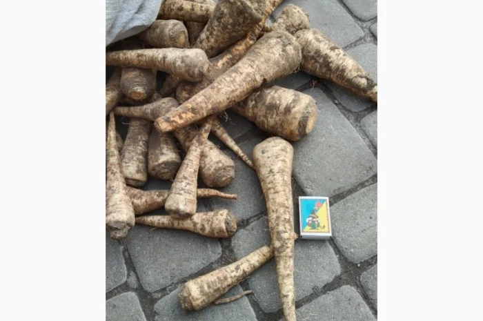 Продаж кореневої петрушки- фото № 2