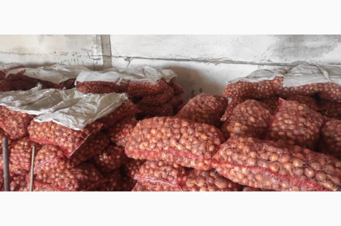 Цибуля на перо Штутгартер в продажу- фото № 1