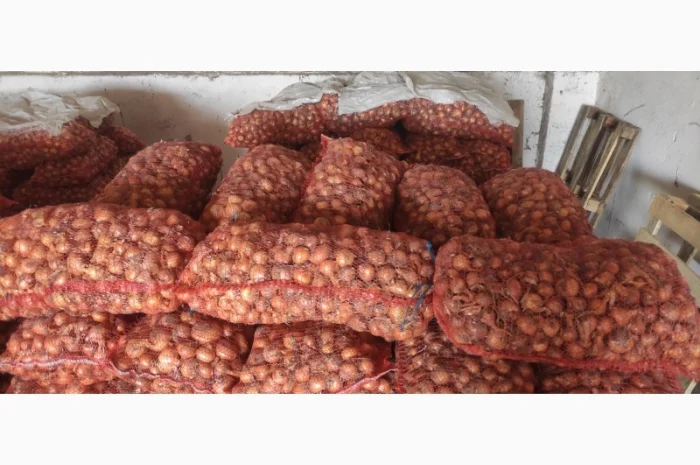 Цибуля на перо Штутгартер в продажу- фото № 2