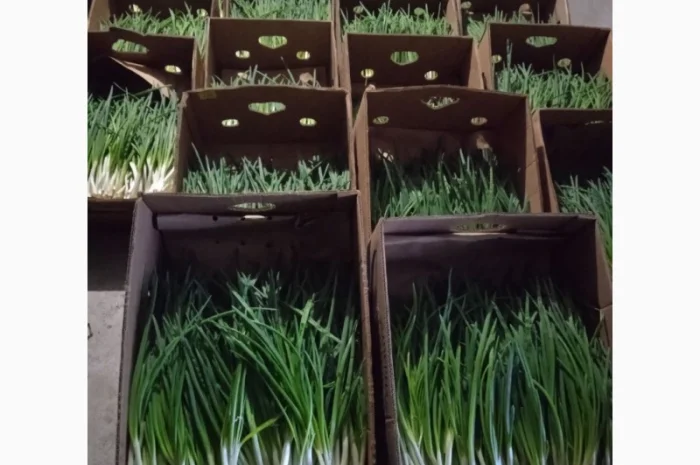 Продажа зеленой цибулі в с. Жильжа- фото № 1