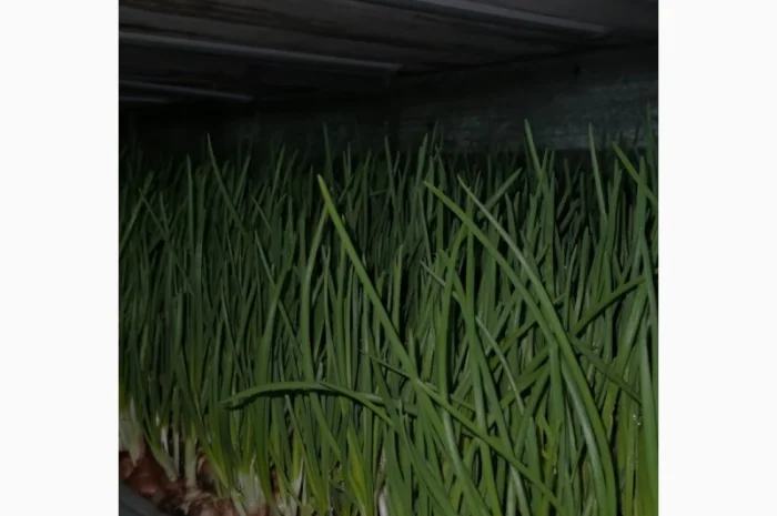 Продажа зеленой цибулі в с. Жильжа- фото № 2