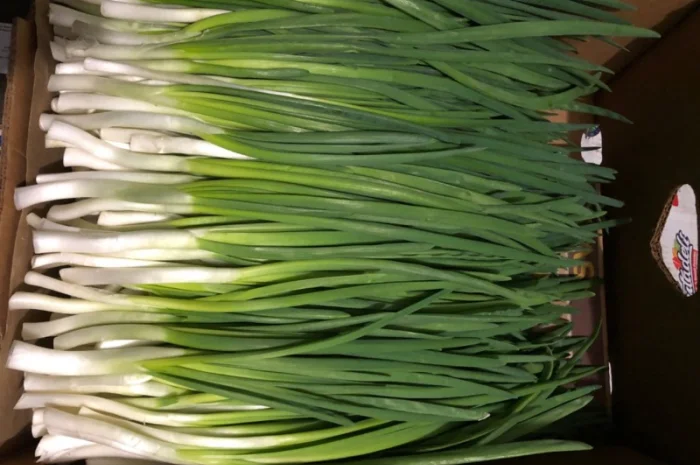 Продажа зеленой цибулі в с. Жильжа- фото № 3