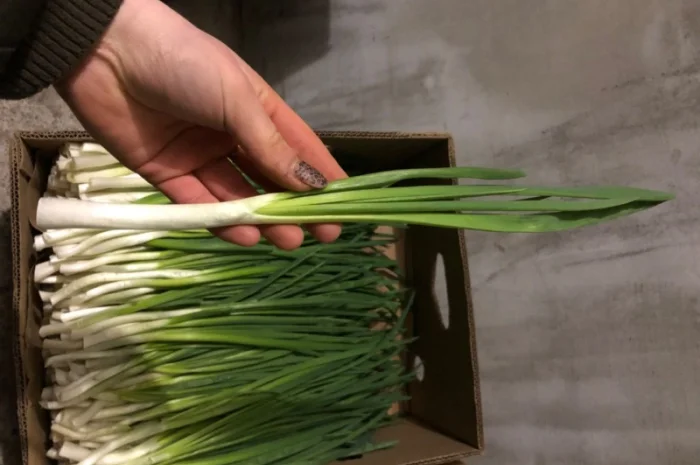 Продажа зеленой цибулі в с. Жильжа- фото № 4