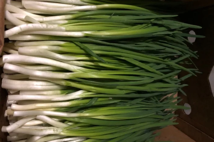 Продажа зеленой цибулі в с. Жильжа- фото № 5