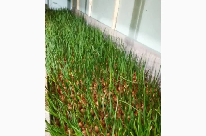 Продажа лука-пера- фото № 1