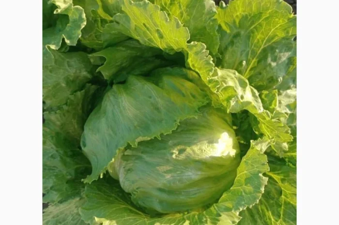 Салат Айсберг от поставщика- фото № 2