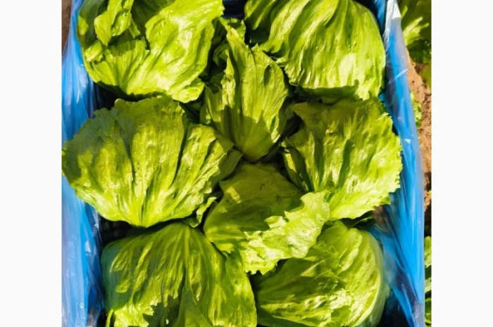 Салат Айсберг от поставщика- фото № 1