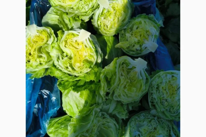 Салат Айсберг от поставщика- фото № 4