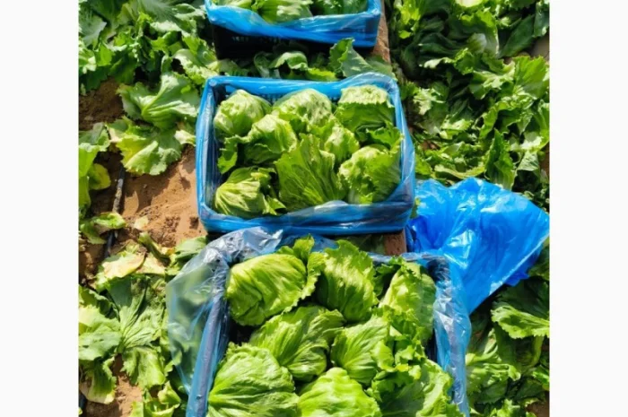 Салат Айсберг от поставщика- фото № 5