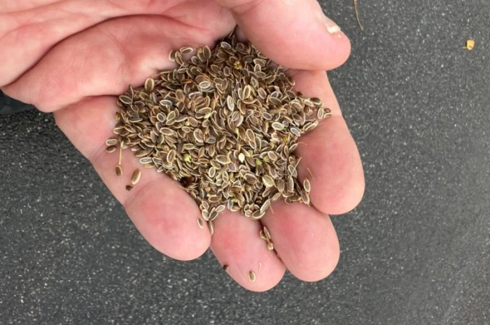 Семена укропа собственного производства- фото № 1