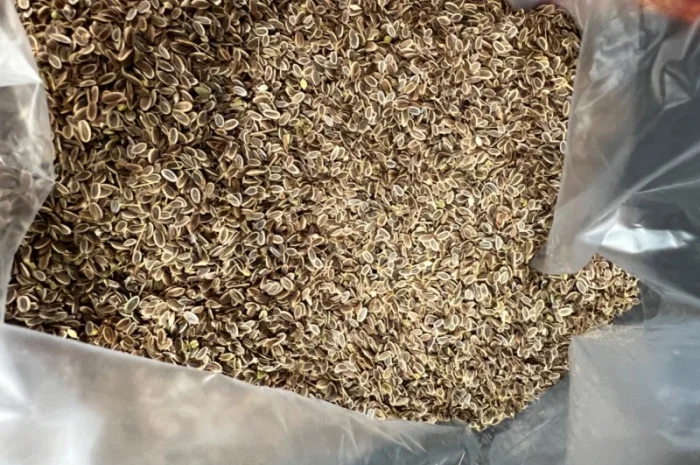 Семена укропа собственного производства- фото № 2