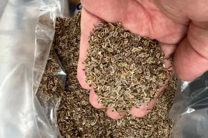 Семена укропа собственного производства- фото № 3