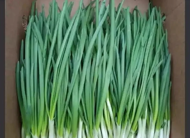 Покупка зеленой цибулі- фото № 1