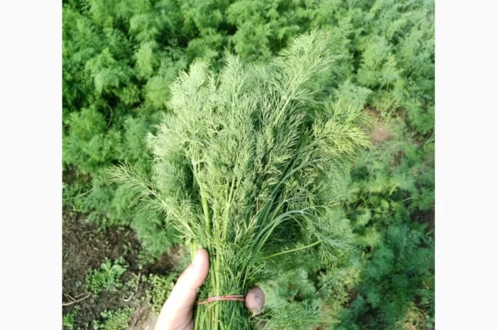 Укроп (органика)- фото № 1