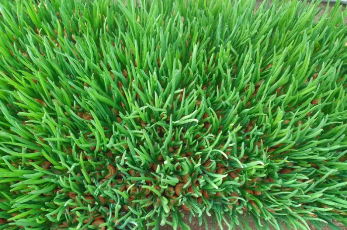 Зелена цибуля перо- фото № 3