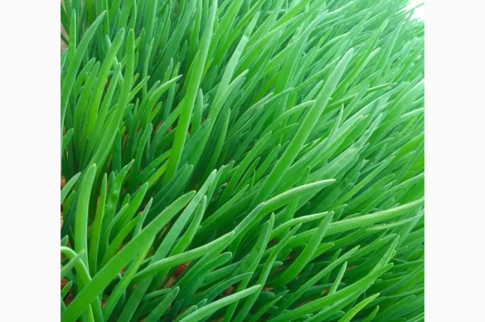 Зелена цибуля перо- фото № 4
